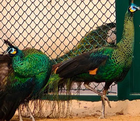 秦皇岛野生动物园门票价格调整（2026-03-19）